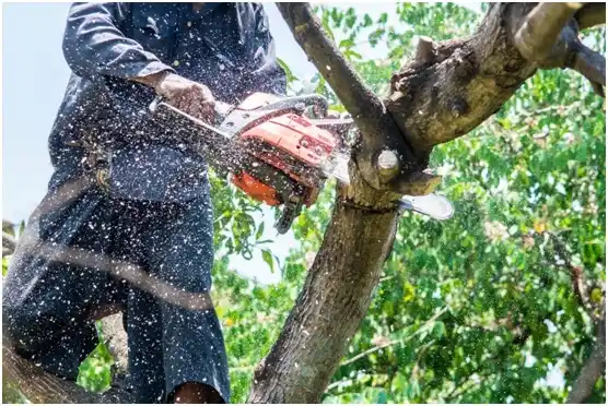 tree services Hawk Run